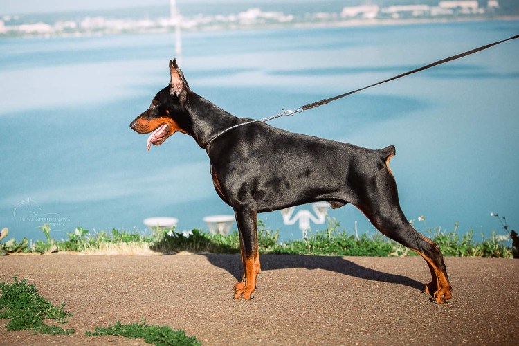 Доберман Сант Креал