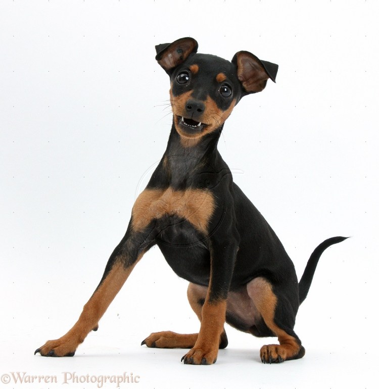 Цвергпинчер Мультатули