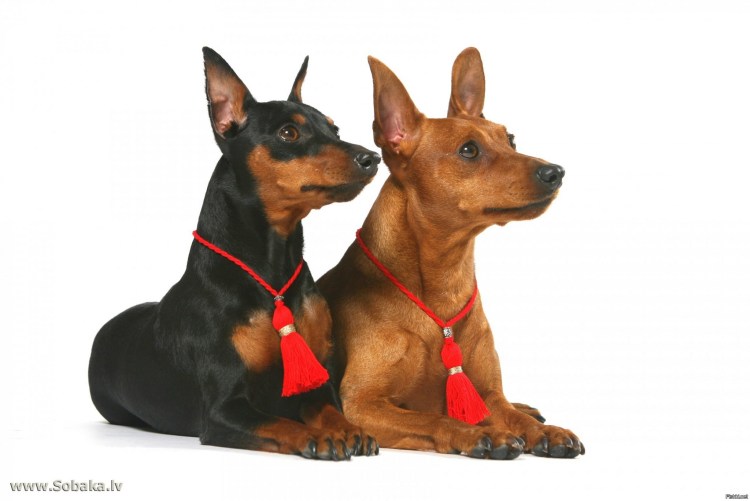 Порода собак Доберман