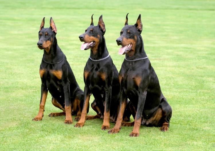 Королевский пинчер