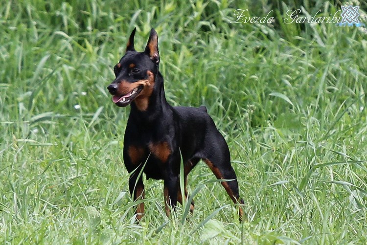 Доберманы Эстетика Баленсиага
