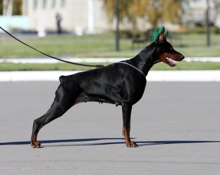 Порода Доберман-пинчер