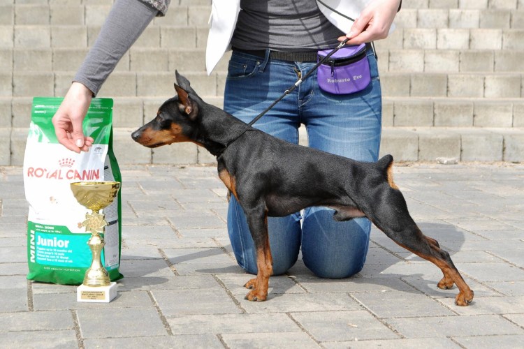 Доберман стоя