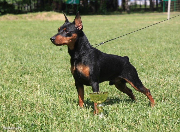 Собака Доберман