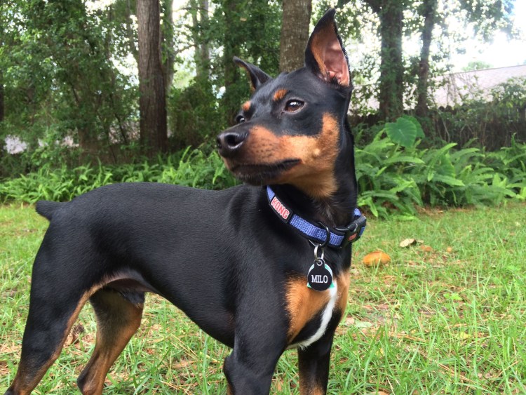 Юн Марссон Ерошка