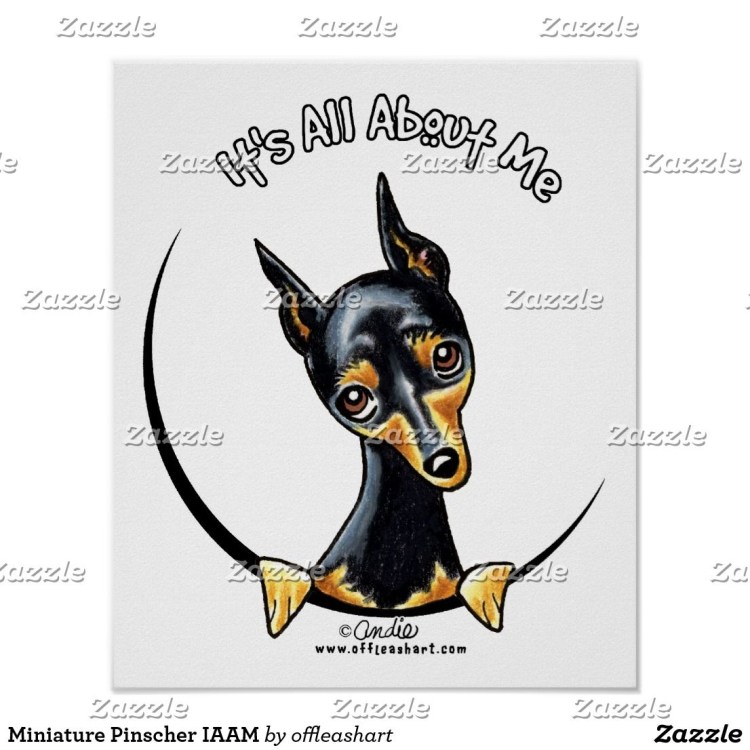 Карликовый пинчер волосатый