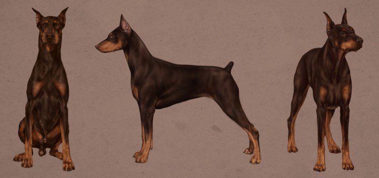 Карликовый пинчер ест корм