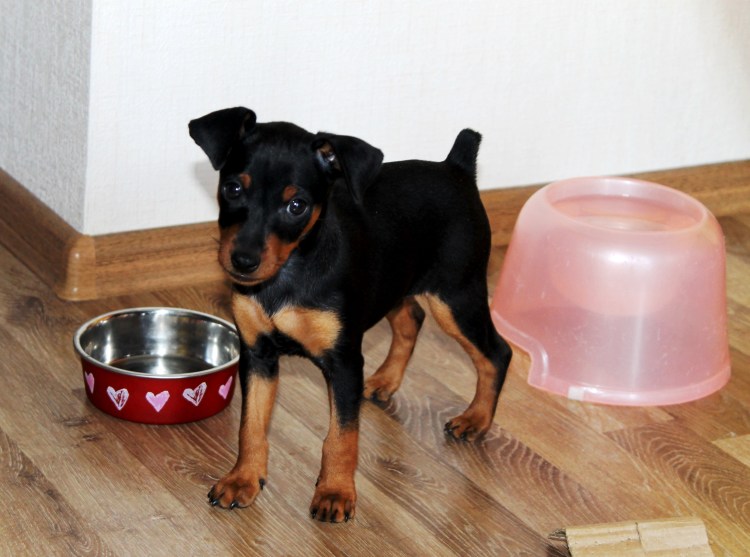 Королевский дог и Доберман