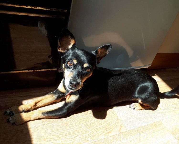 Цвингер пинчер