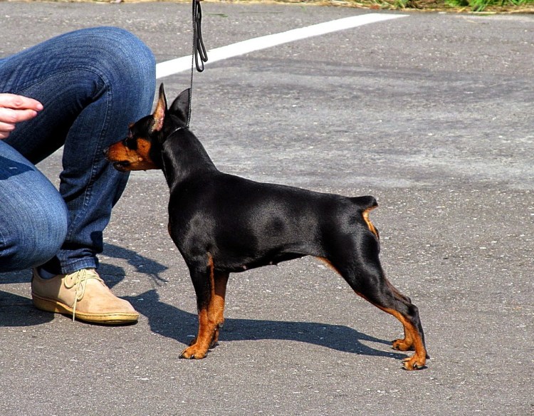 Доберман на белом фоне