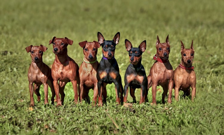 Пинчер купить