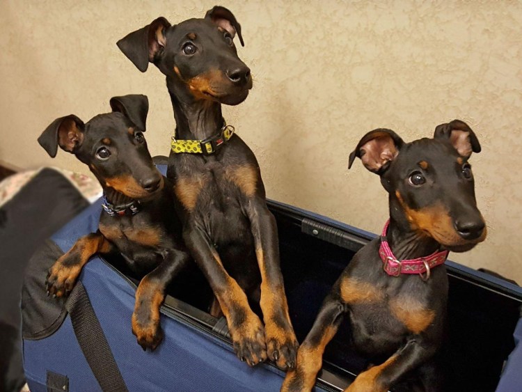 Доберман вес взрослой собаки