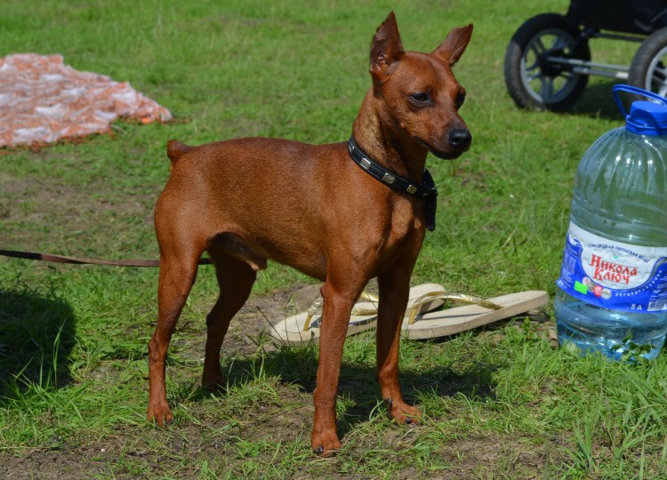 Пражский крысарик порода собак стандарты