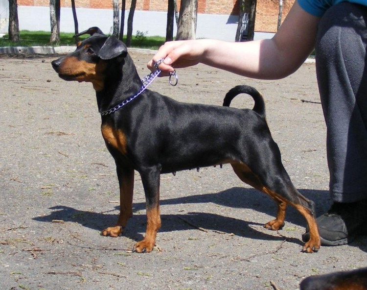 Европейский Доберман в стойке
