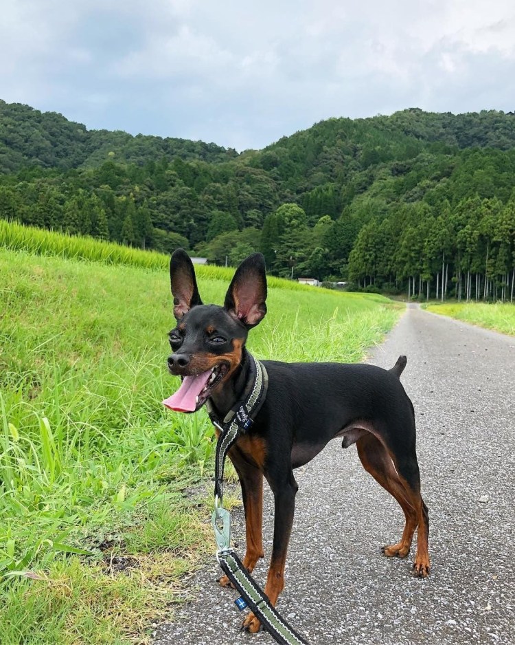 Порода собак косульки