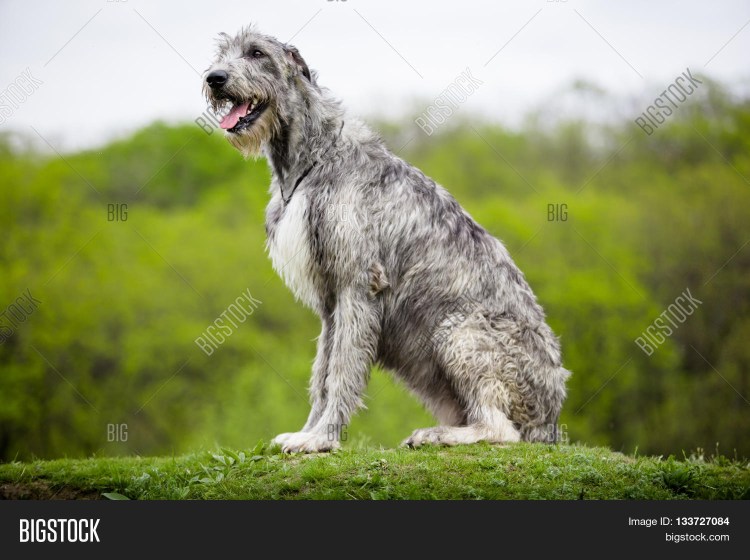 Ирландский волкодав, породный груминг