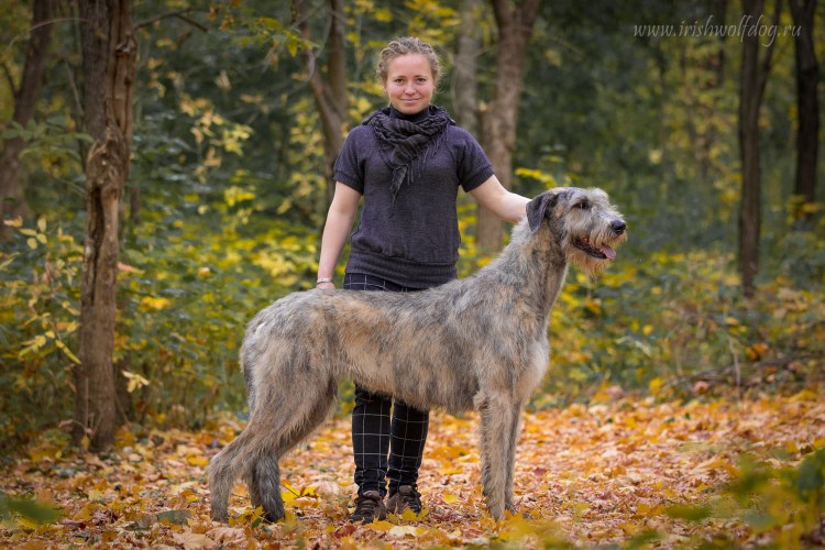 Швейцарский волкодав