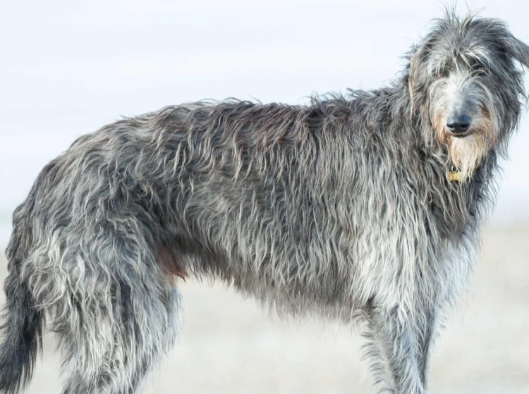 Шотландская борзая Дирхаунд