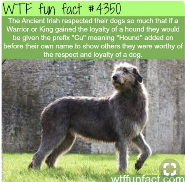 Дирхаунд и ирландский волкодав