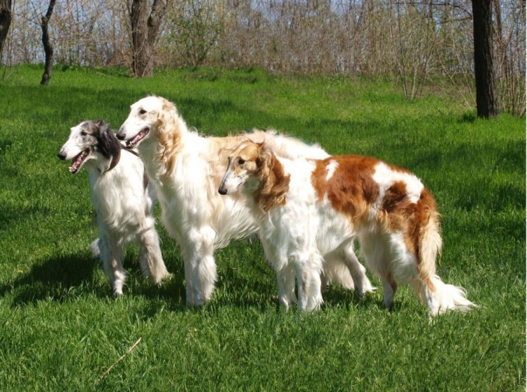 Шотландский Грейхаунд