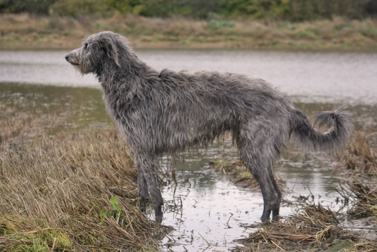 Шотландская борзая Дирхаунд