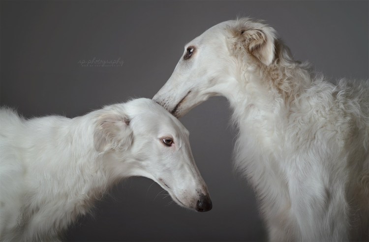 Собаки породы ирландский волкодав