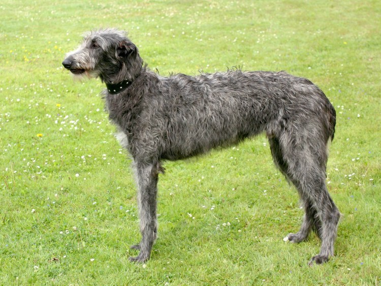 Дирхаунд Шотландская Оленья борзая