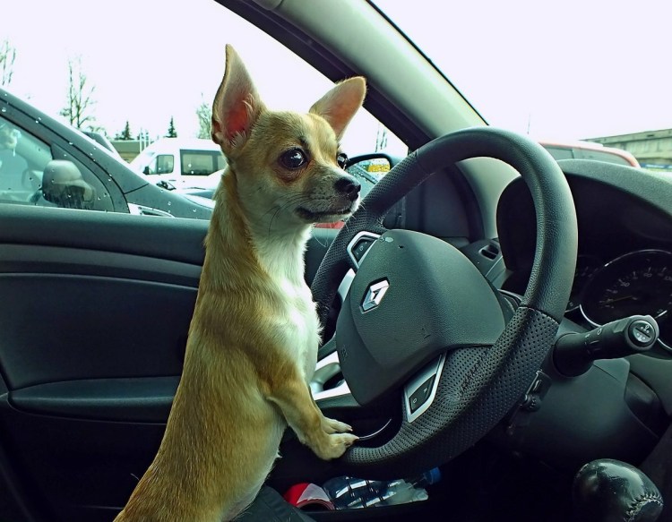 Животные и автомобили