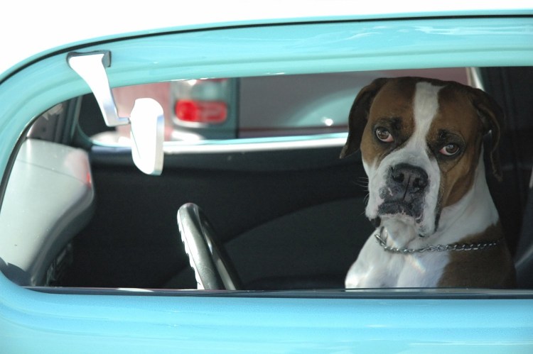 Собачка за рулем