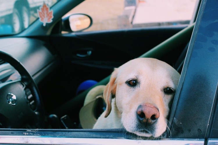 Мопс в машине