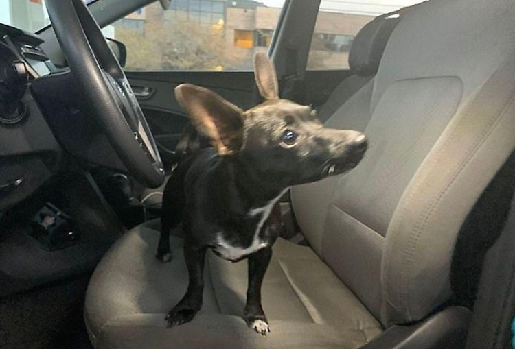 Сонная собачка в машине