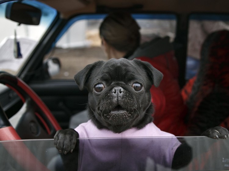 Собака за рулем