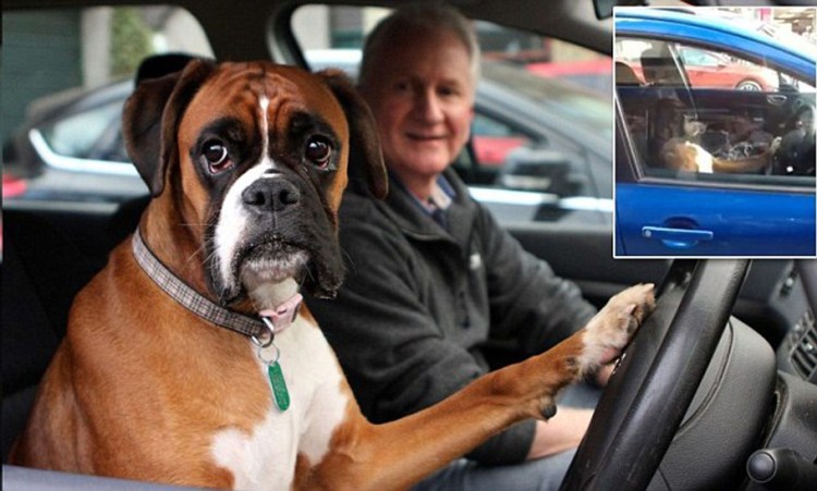 Собака за рулем