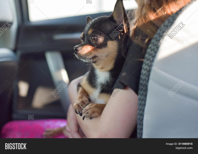 Животные за рулем