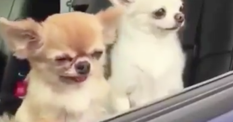 Животные и автомобили