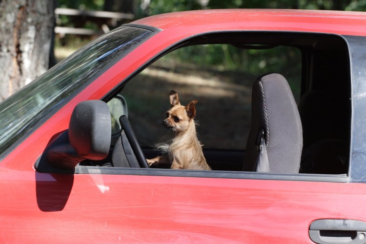 Чихуахуа за рулем