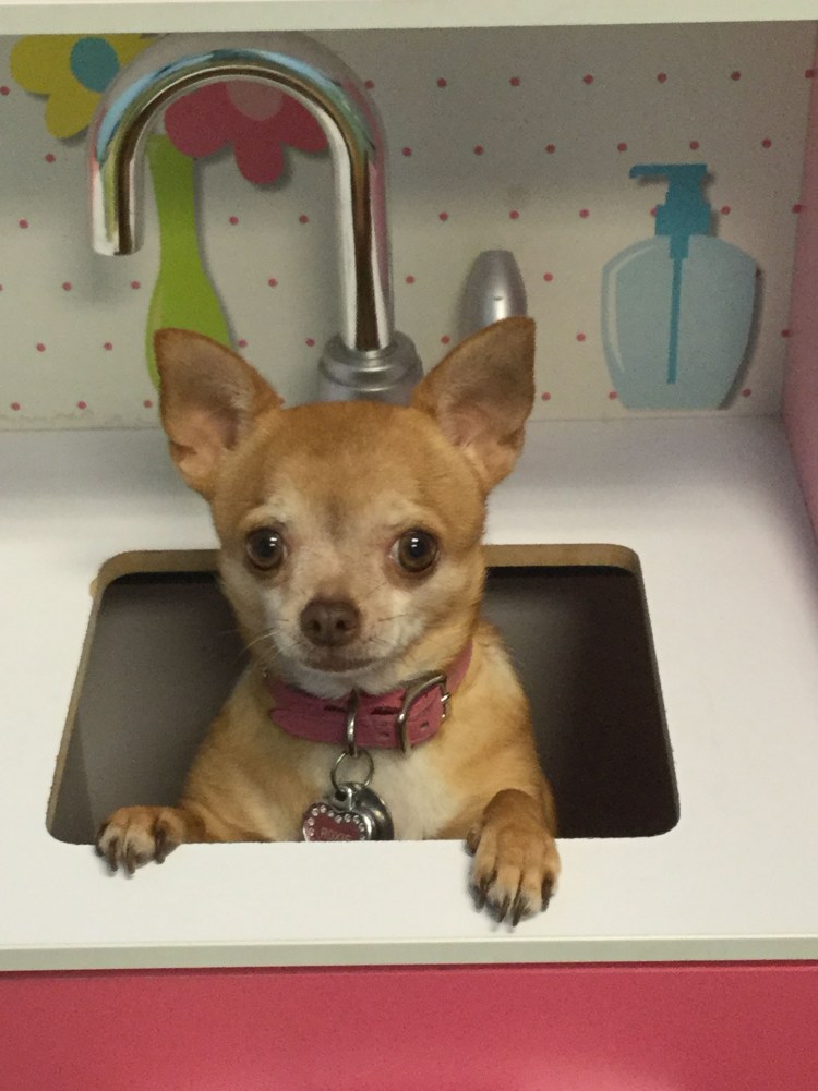 Чихуахуа в машине