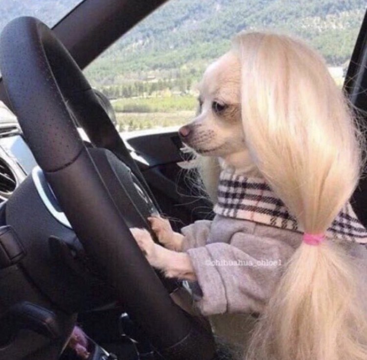 Сонная чихуахуа в машине