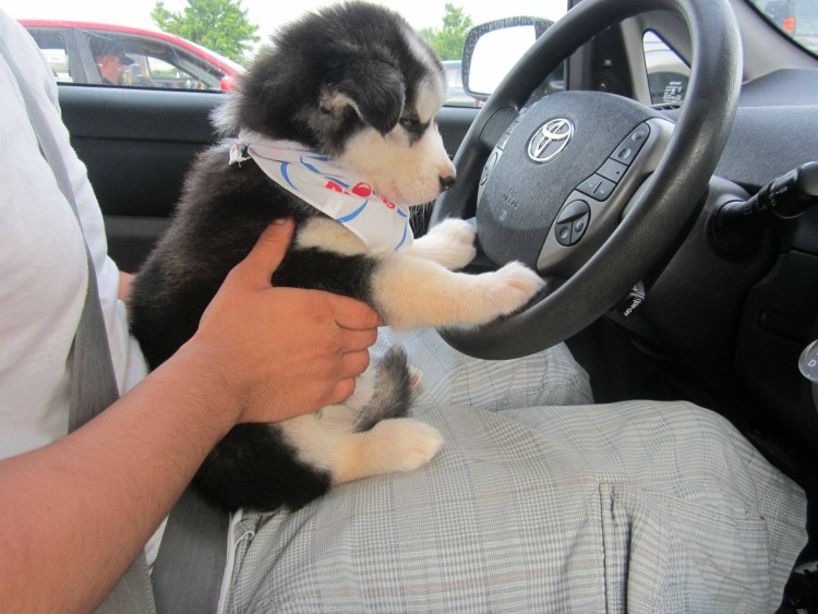 Собака боксер в машине