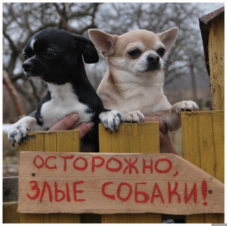 Чихуахуа 7 месяцев