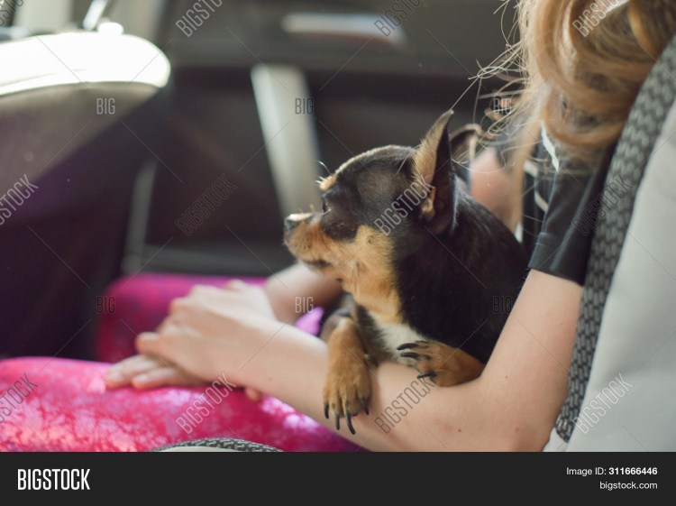 Боевой чихуахуа