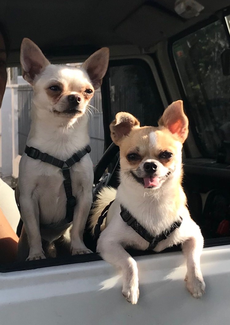 Чихуахуа в сумке