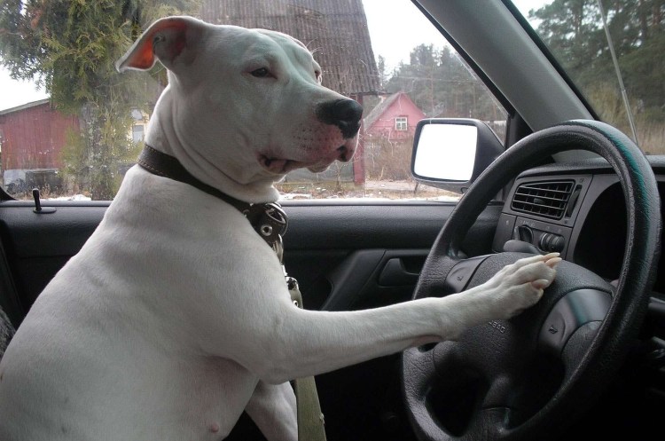 Чихуахуа в машине прикол