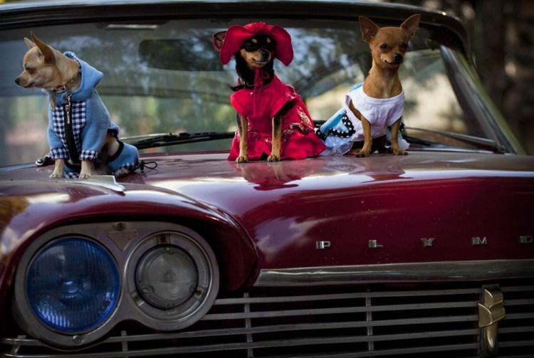 Собака в машине