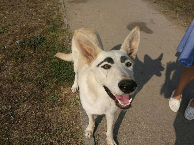 Собака с накрашенными бровями