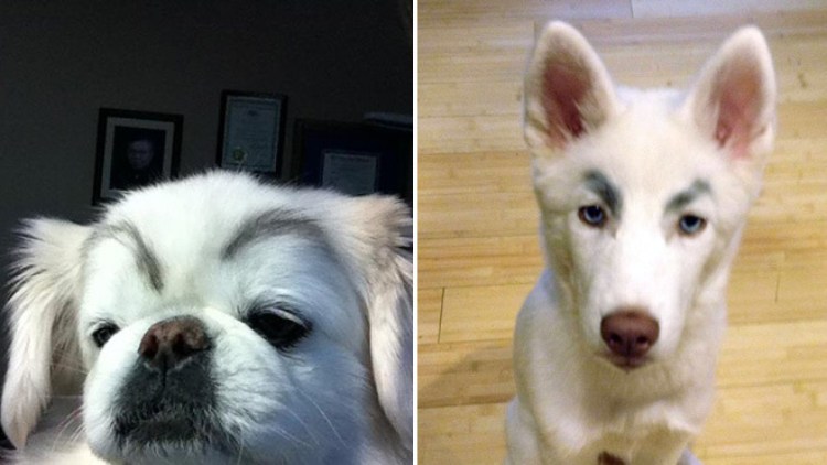 Собака с бровями