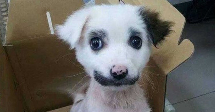 Чихуахуа лаки