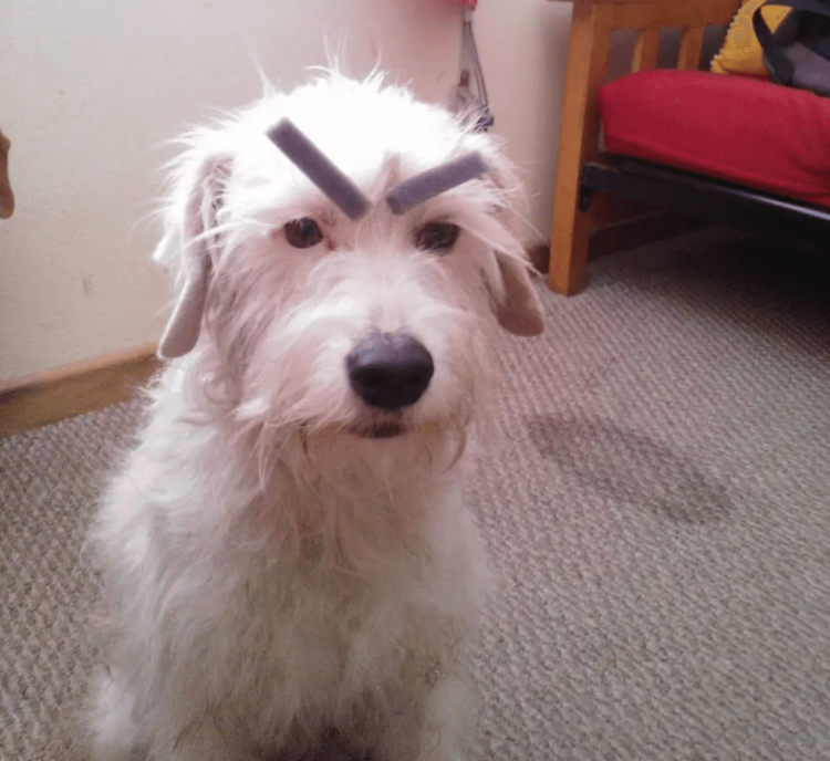 Недовольный хаски