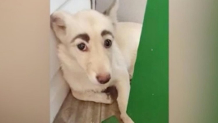 Собака Фрида с бровями