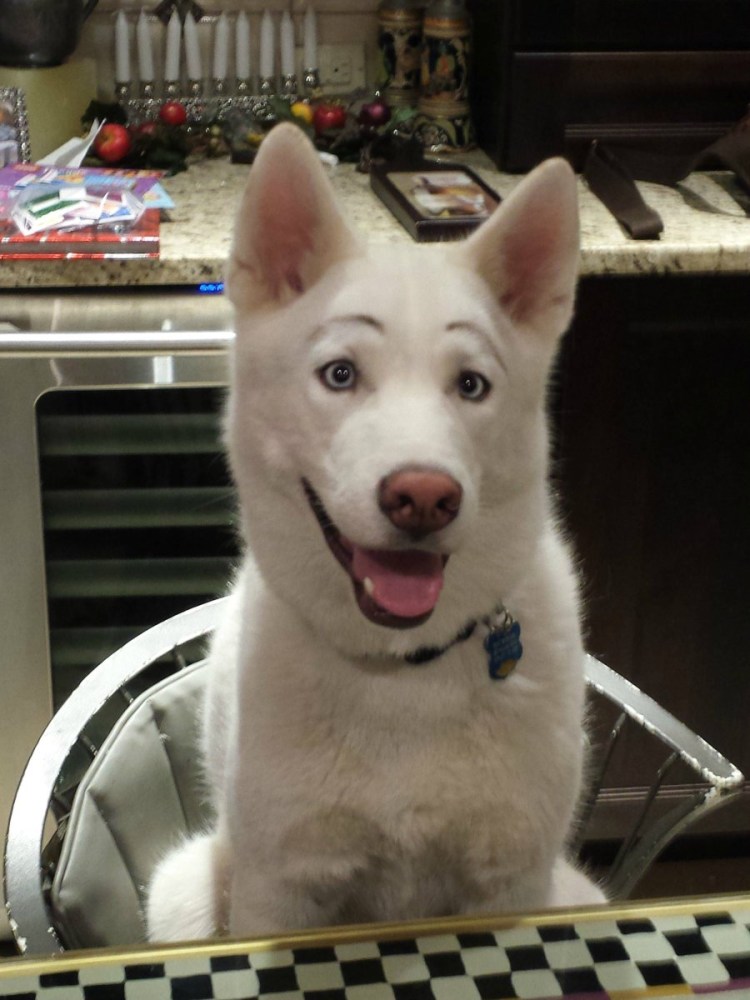 Белая собака с накрашенными бровями